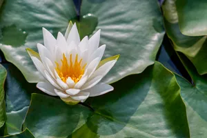 Guided Meditation
